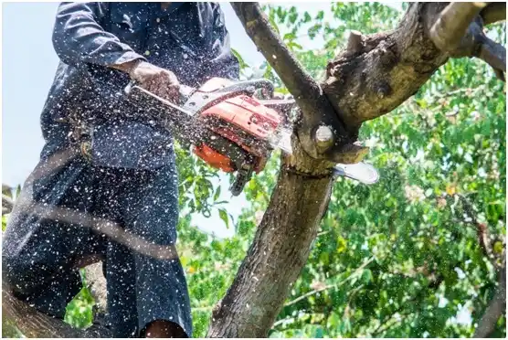 tree services Trenton